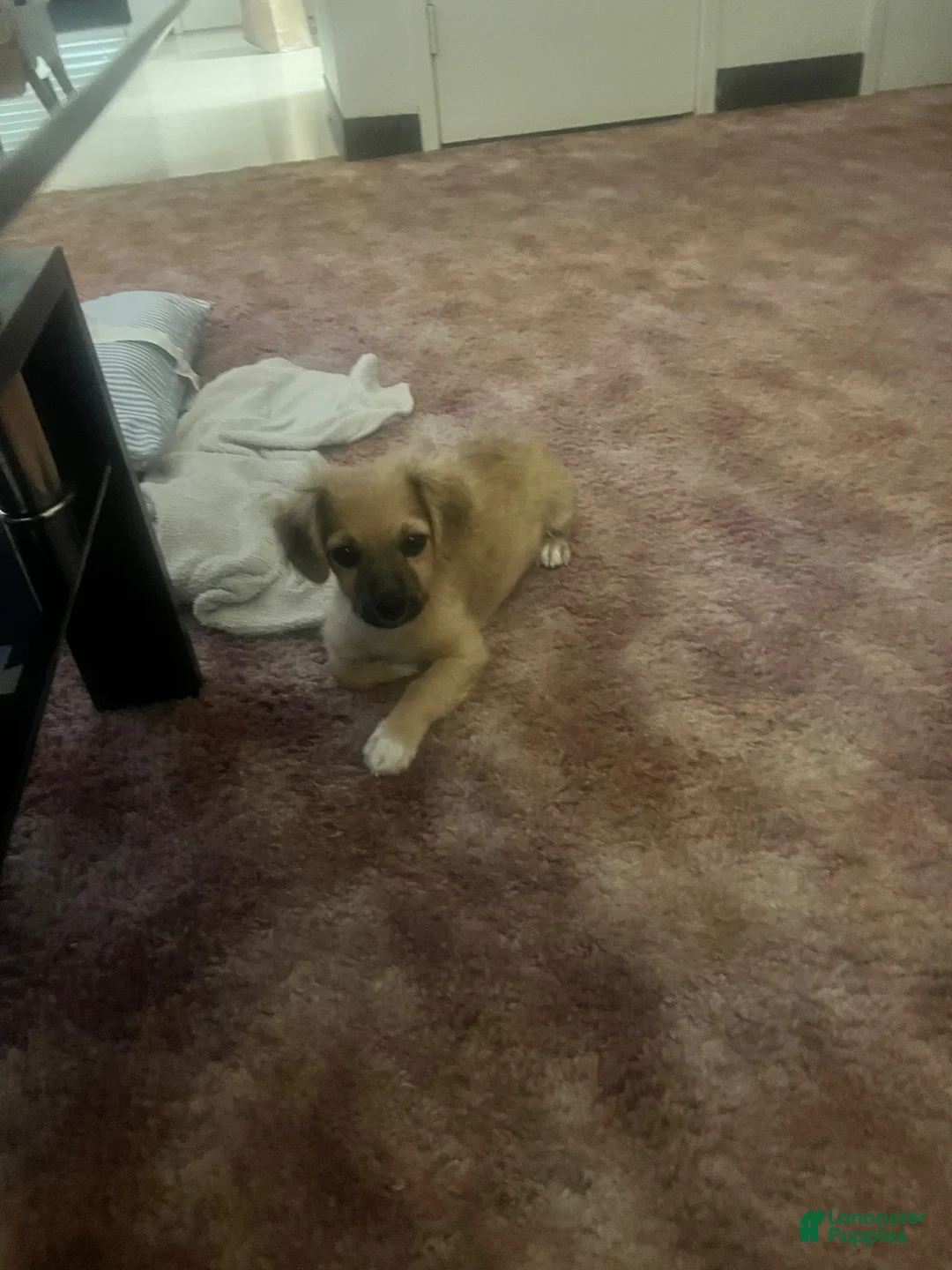 Mixed Breed dogs for sale: Mixed Breed 1 - Ad 3