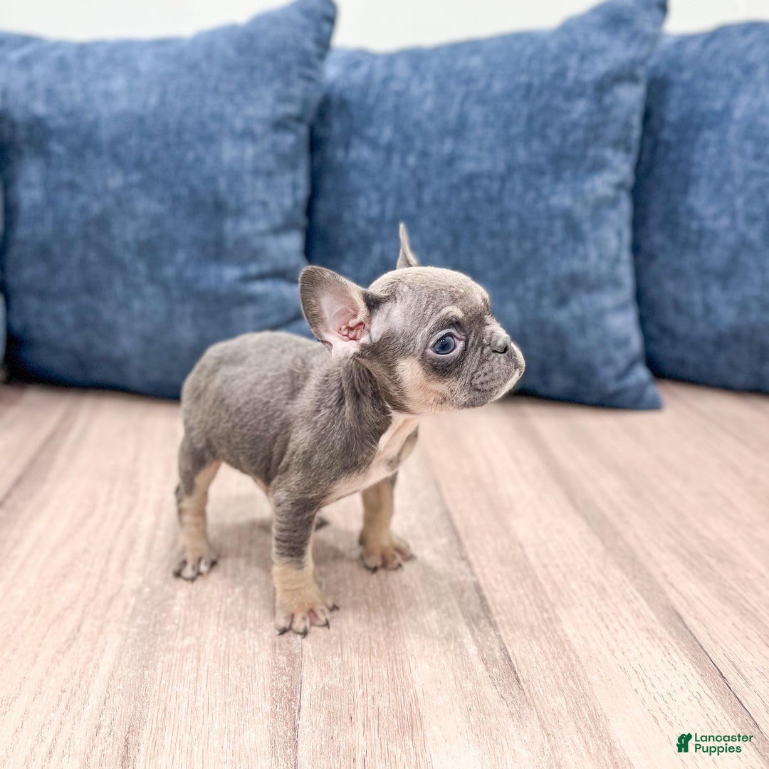 Mixed Breed dogs for sale: Polly - Ad 4