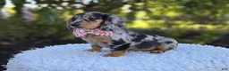 Miniature Dachshund dogs for sale: Tracy - Ad 3