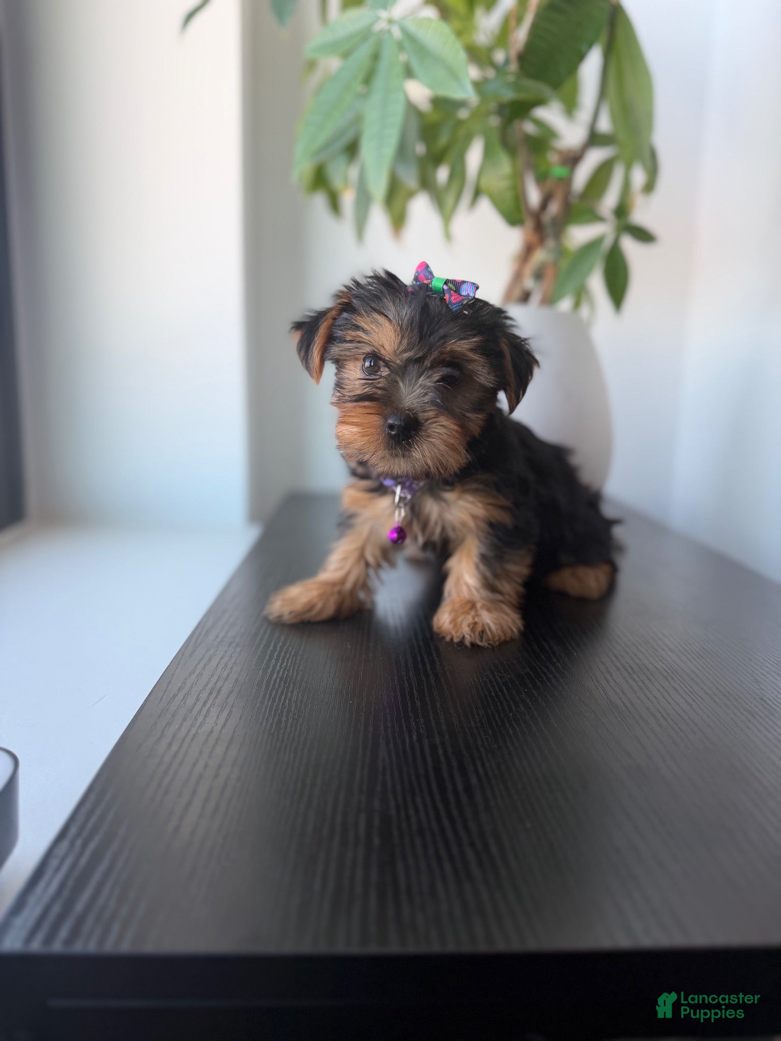 Yorkshire Terrier dogs Teacup nova - Ad 22