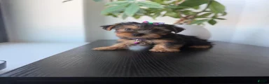 Teacup nova