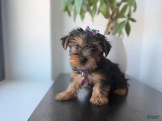 Yorkshire Terrier dogs Teacup nova - Ad 22