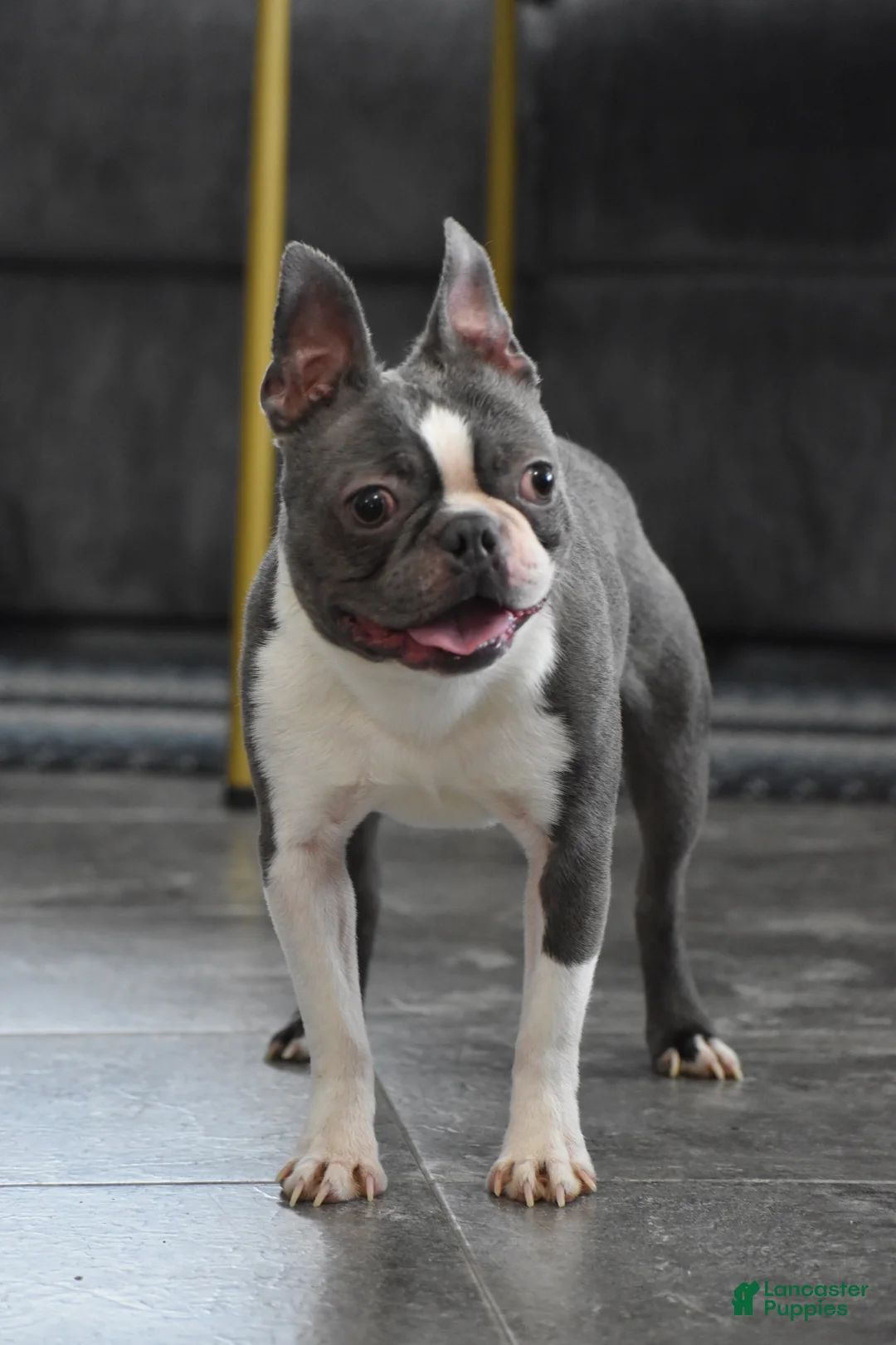 Boston Terrier dogs for sale: Rudy - Ad 5
