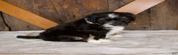 Mini Bernedoodle dogs for sale: Bandit - Ad 5