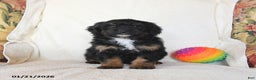Mini Bernedoodle dogs for sale: Robin - Ad 2