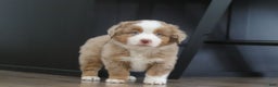 Miniature Australian Shepherd dogs for sale: Andre - Ad 6