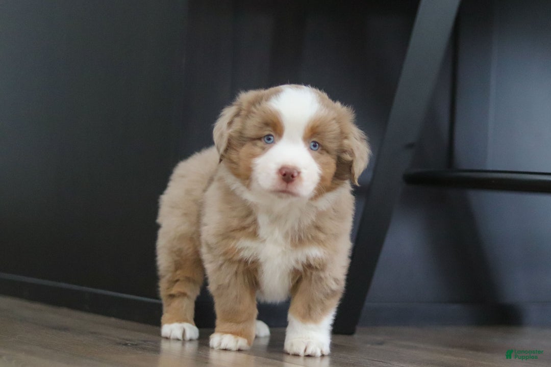 Miniature Australian Shepherd dogs for sale: Andre - Ad 6