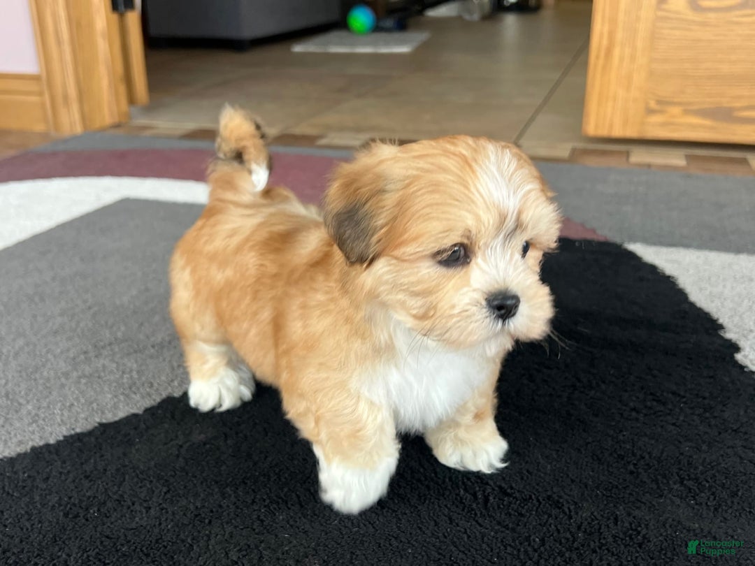 Lhasa Apso dogs for sale: Benji - Ad 5