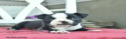 Boston Terrier dogs for sale: Patriot - Ad 3