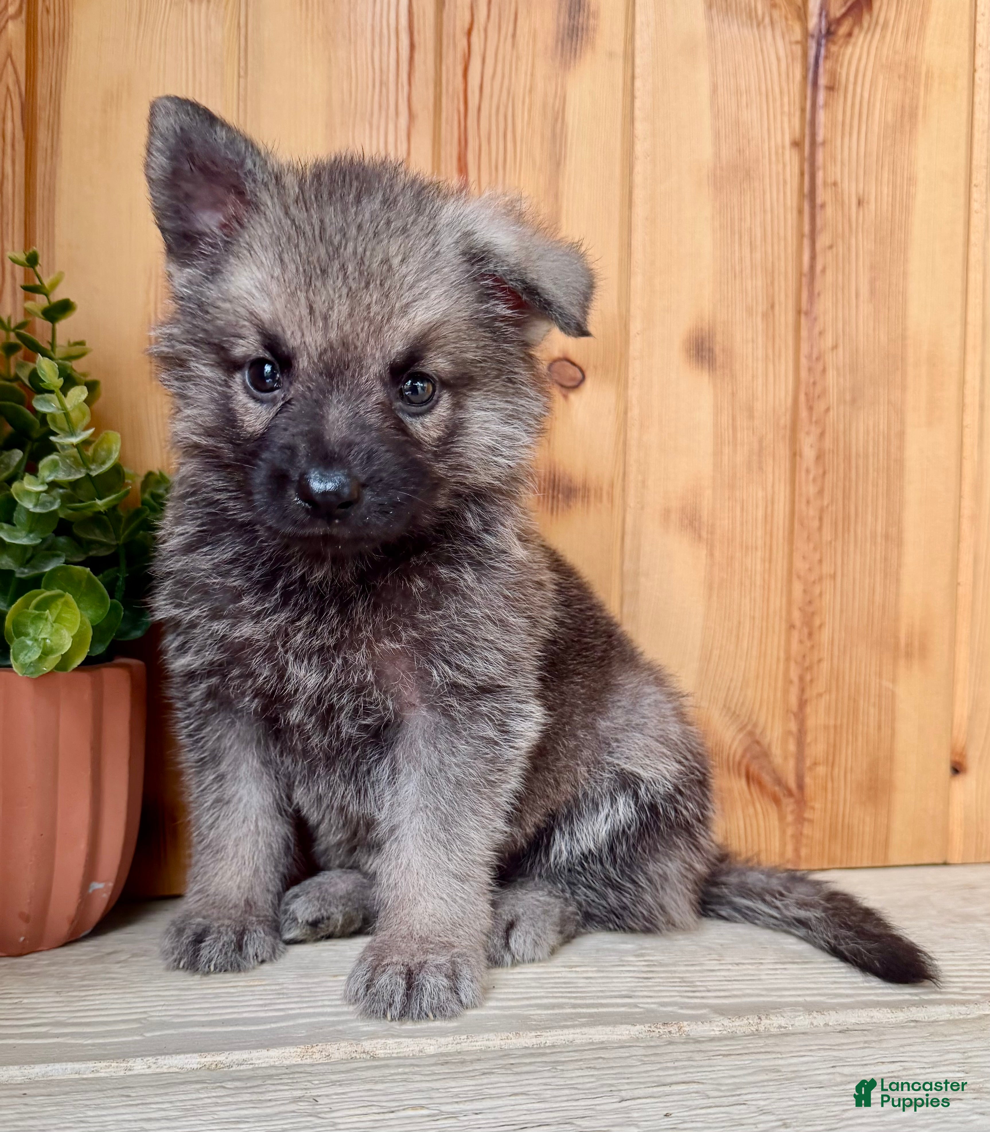 Mixed Breed dogs Mini Fifi  - Ad 1