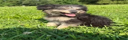 Pomapoo dogs for sale: Potato - Ad 4