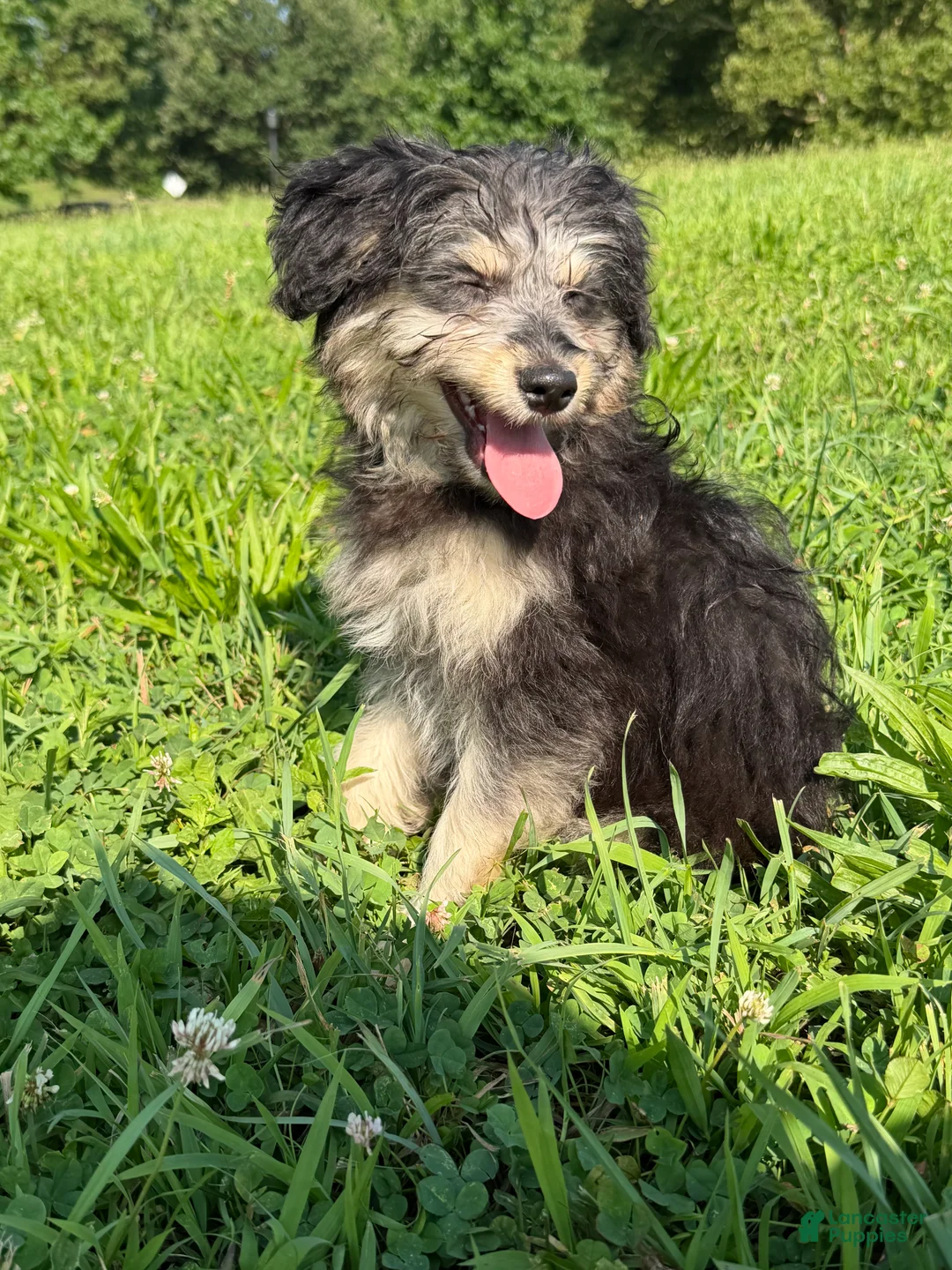 Pomapoo dogs for sale: Potato - Ad 4