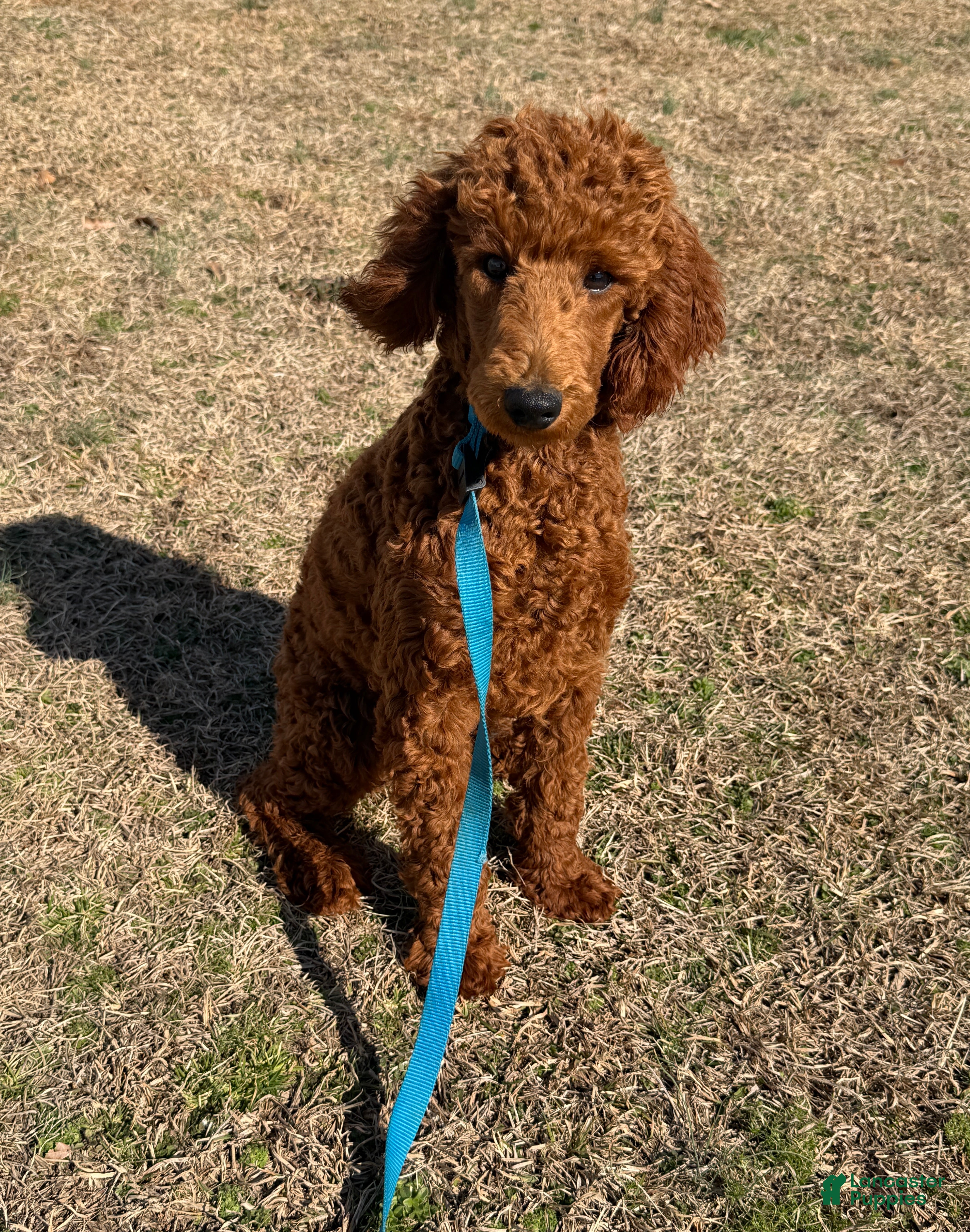Miniature Poodle dogs Ian - Ad 38
