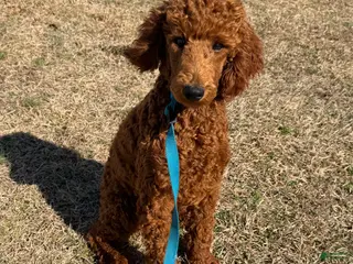Miniature Poodle dogs Ian - Ad 27