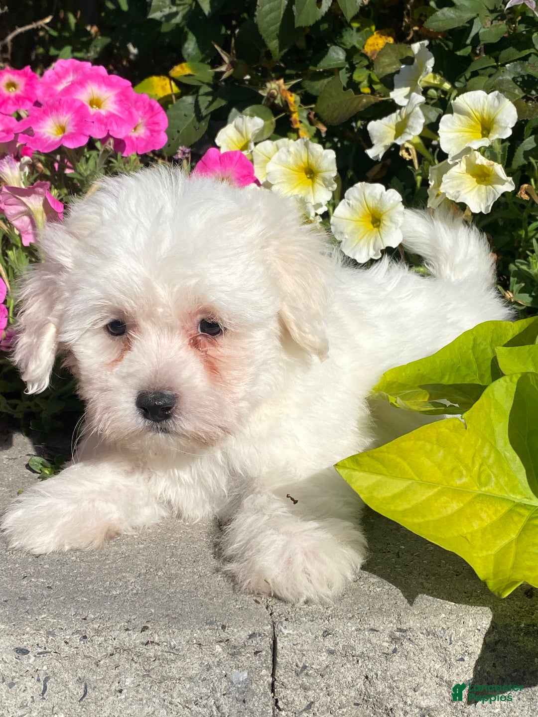 Coton De Tulear dogs for sale: Clifford  - Ad 1