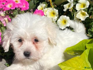 Coton De Tulear dogs Clifford - Ad 14