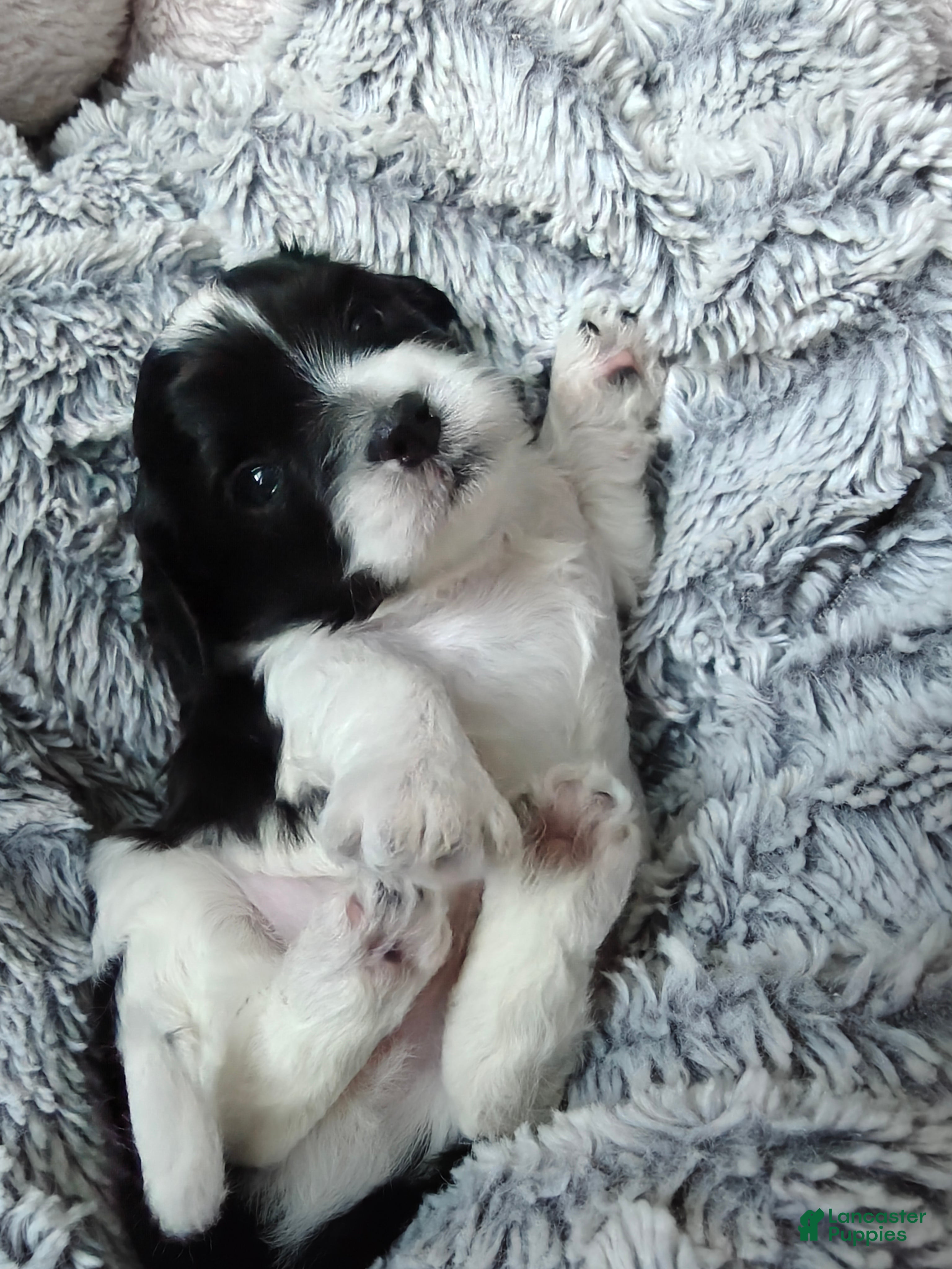 Mixed Breed dogs for sale: Mocha - Ad 1