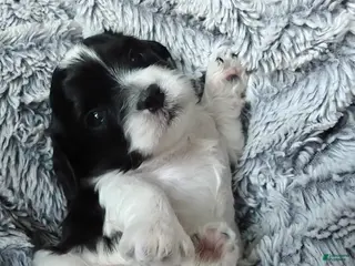 Mixed Breed dogs Mocha - Ad 34