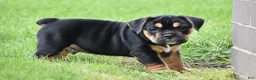 Beabull dogs for sale: Max - Ad 5