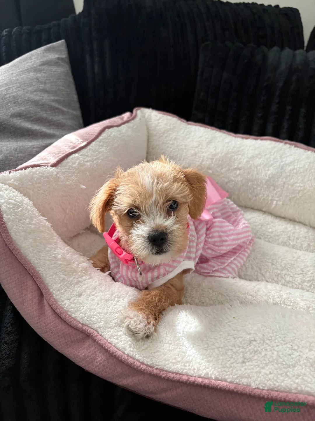 Mixed Breed dogs for sale: Mixed Breed Puppy 1 - Ad 1