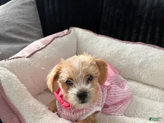 Mixed Breed dogs Mixed Breed Puppy 1 - Ad 11