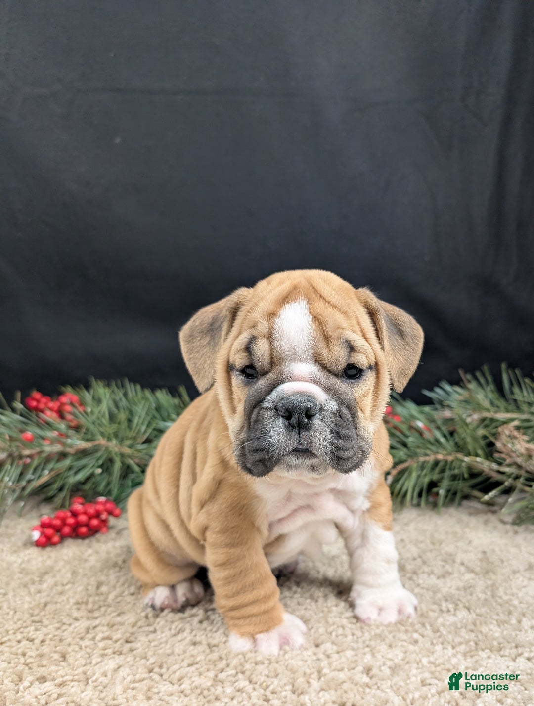 English Bulldog dogs for sale: Holly  - Ad 5