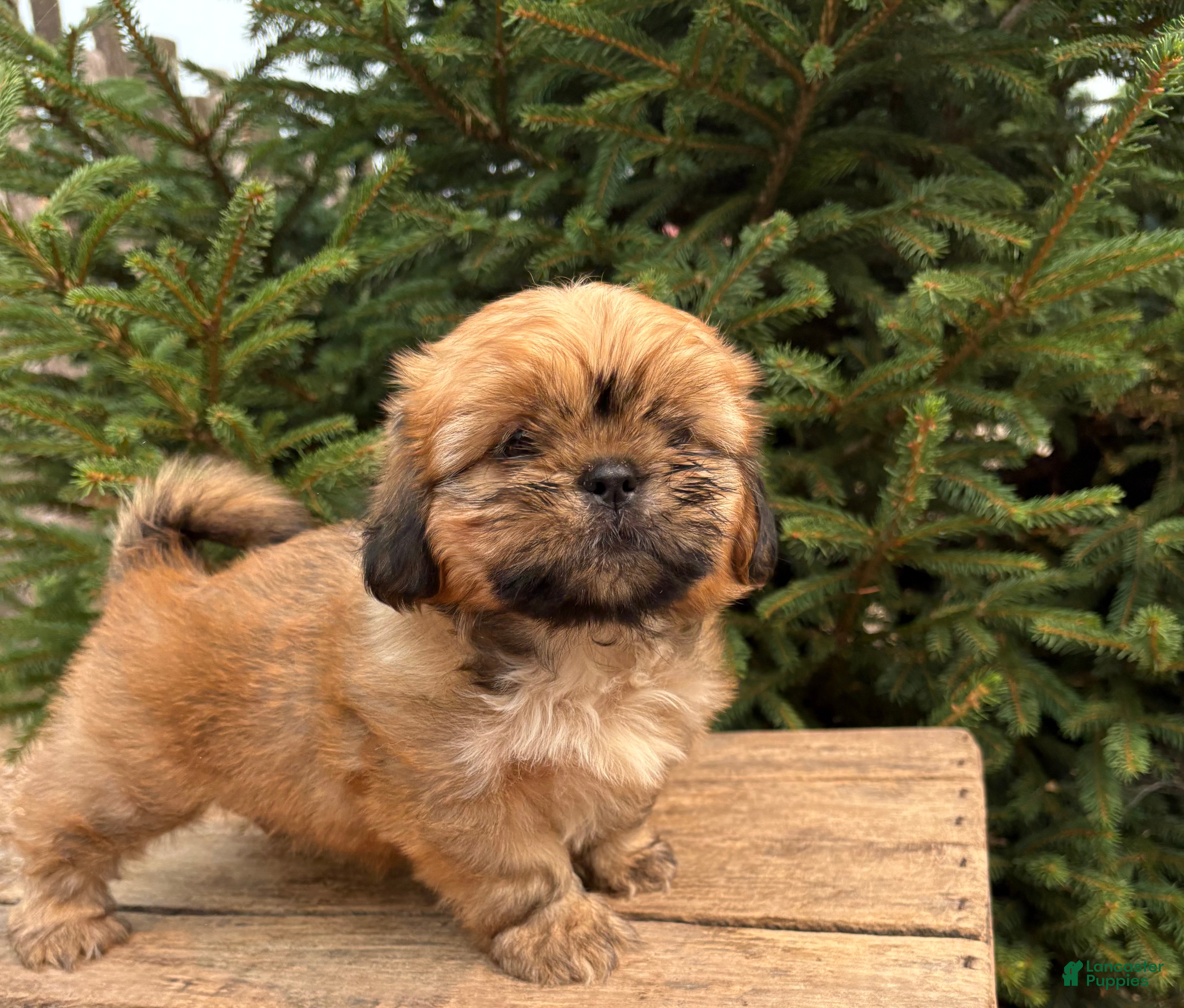 Shih Tzu dogs Juniper - Ad 1