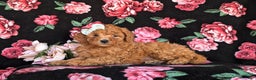 Miniature Labradoodle dogs for sale: Stacey Hypoallergenic - Ad 5
