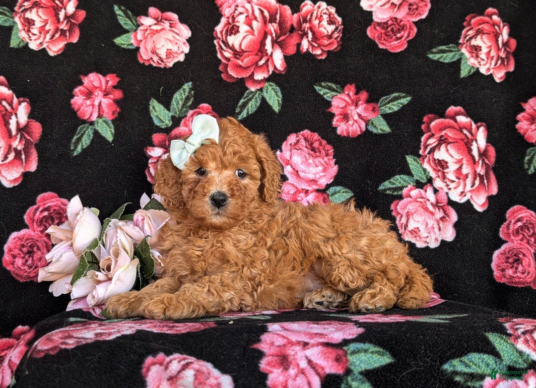 Miniature Labradoodle dogs for sale: Stacey Hypoallergenic - Ad 5