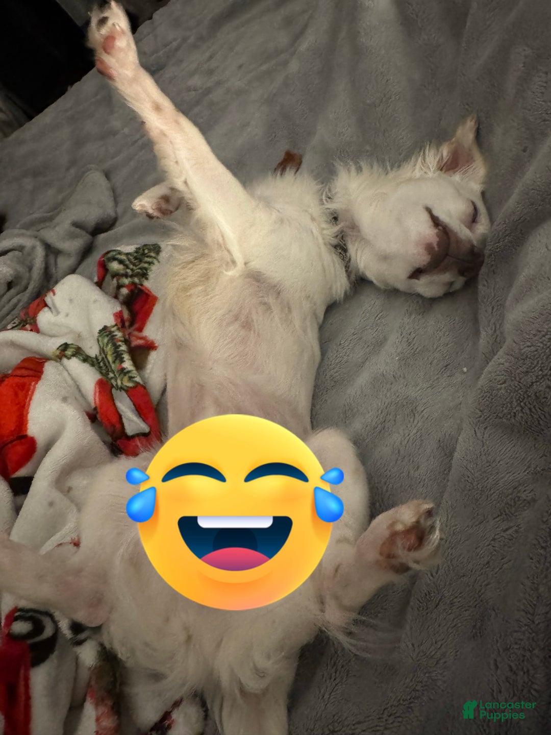 Chihuahua dogs for sale: Chihuahua Puppy 2 - Ad 5