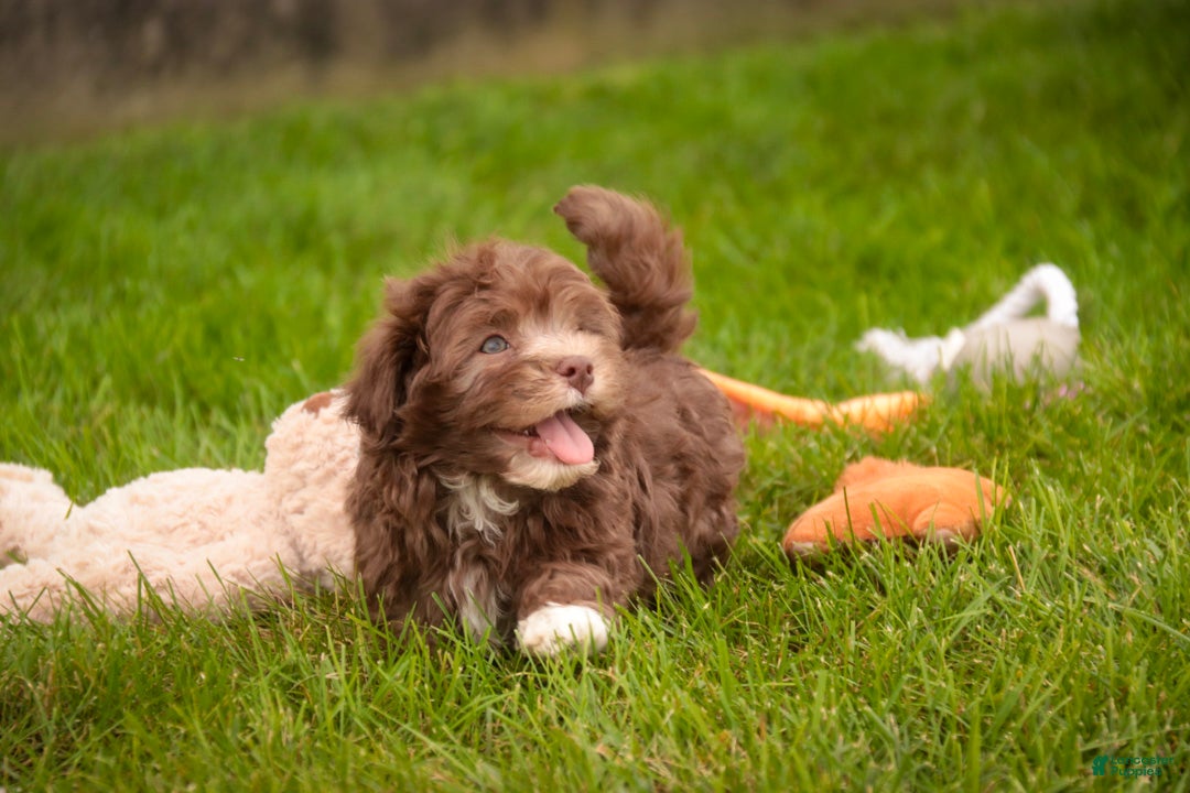 Havanese