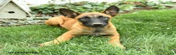 Belgian Malinois dogs for sale: Greta - Ad 4