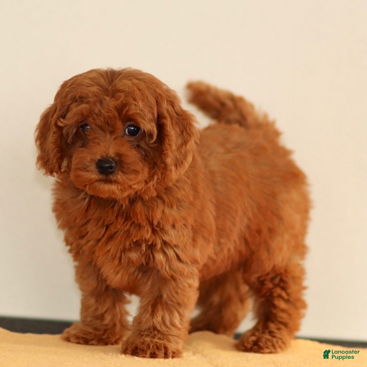 Miniature Poodle dogs Maggie - Ad 1