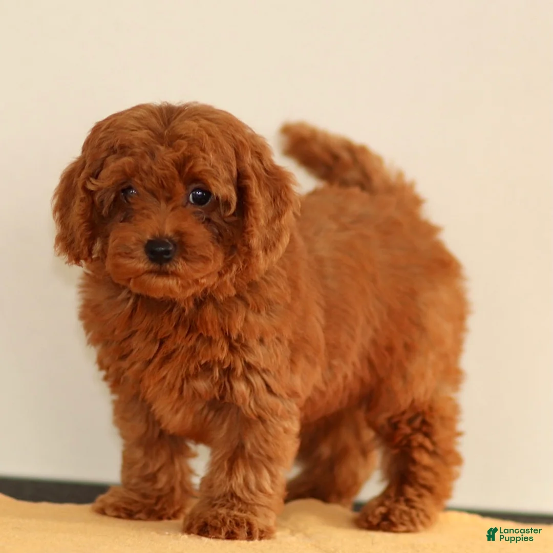 Miniature Poodle dogs for sale: Maggie - Ad 1