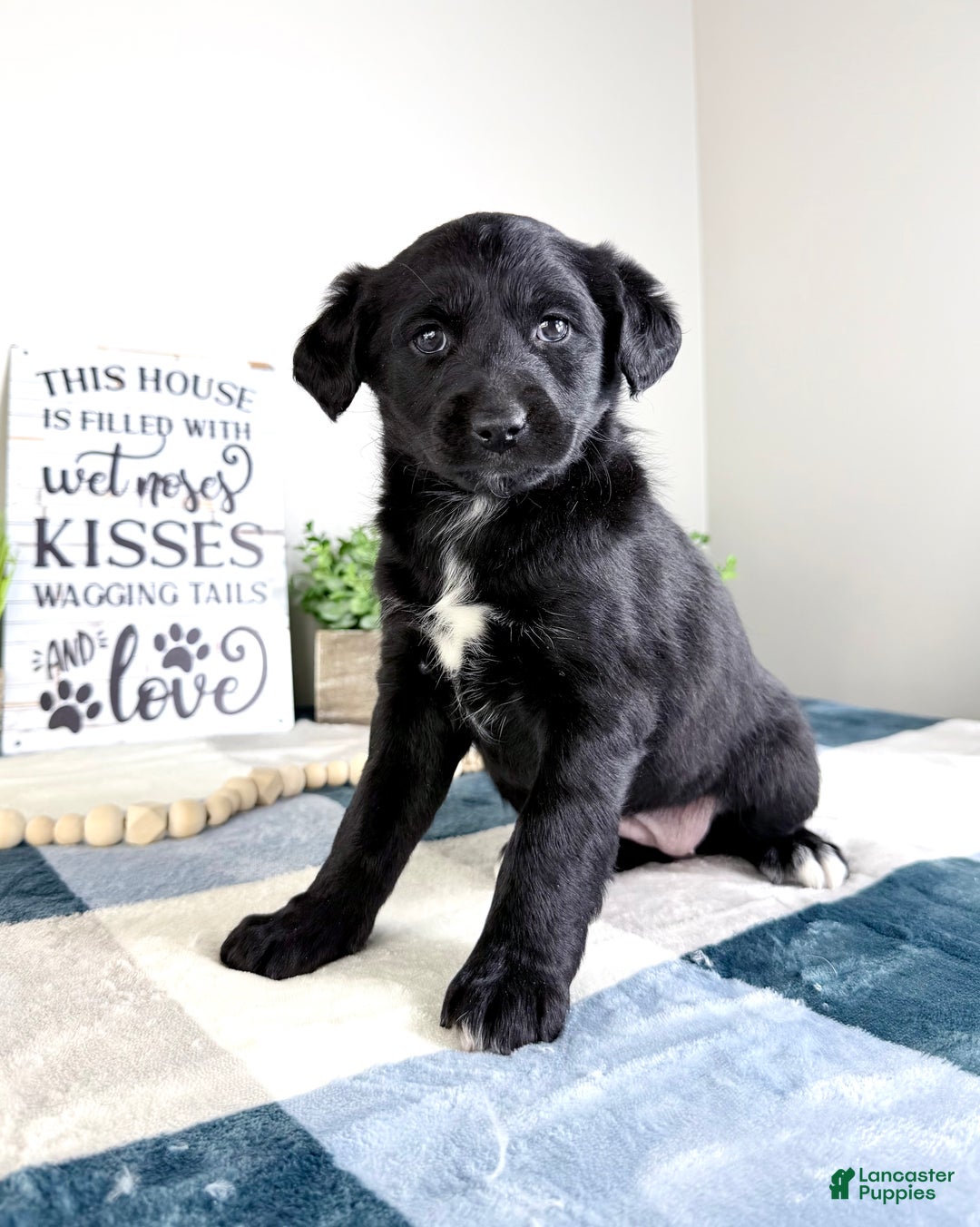 Mixed Breed dogs for sale: Alice - Ad 4