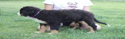 Bernese Mountain Dog dogs for sale: Moose  - Ad 12