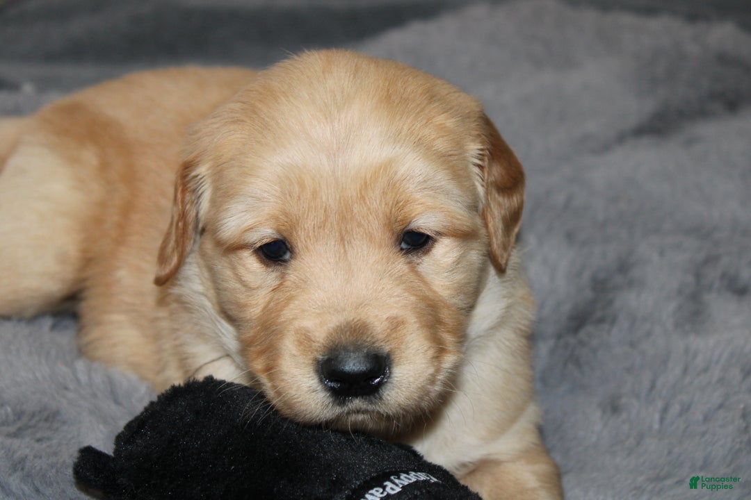 Golden Retriever dogs for sale: Forrest - Ad 3