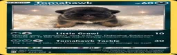 French Bulldog dogs for sale: Tomahawk  - Ad 1