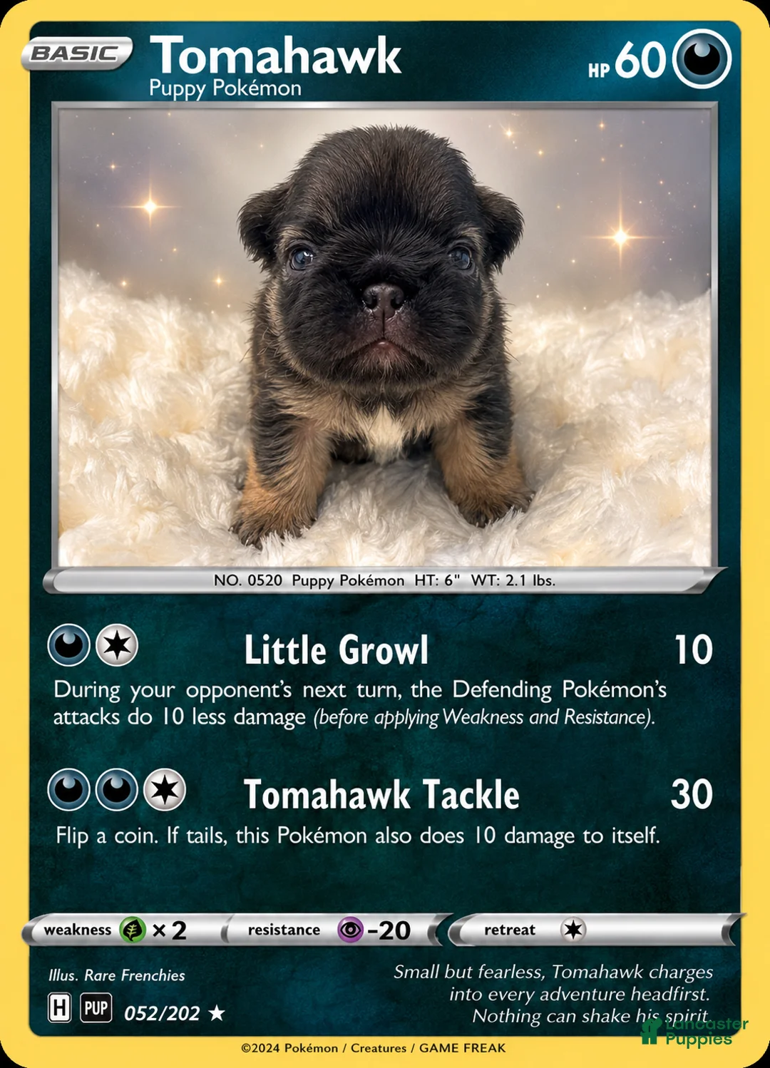 French Bulldog dogs for sale: Tomahawk  - Ad 1