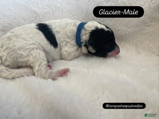 Mini Sheepadoodle dogs Blue-Glacier - Ad 13