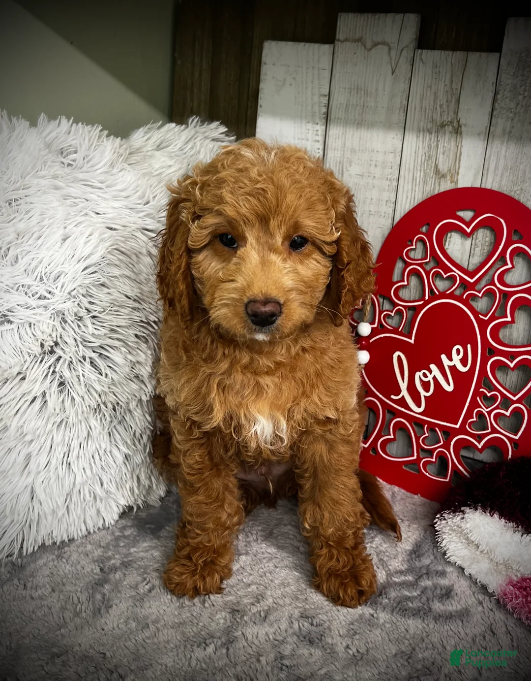 Mini Goldendoodle dogs for sale: Alpha (Miniature Boy) - Ad 4