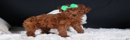 Miniature Poodle dogs for sale: BUSTER - Ad 6