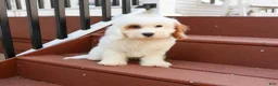 Cavapoo dogs for sale: Shiloh  - Ad 4