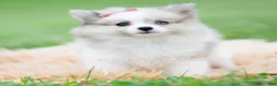 Pomeranian dogs for sale: Rosie - Ad 2