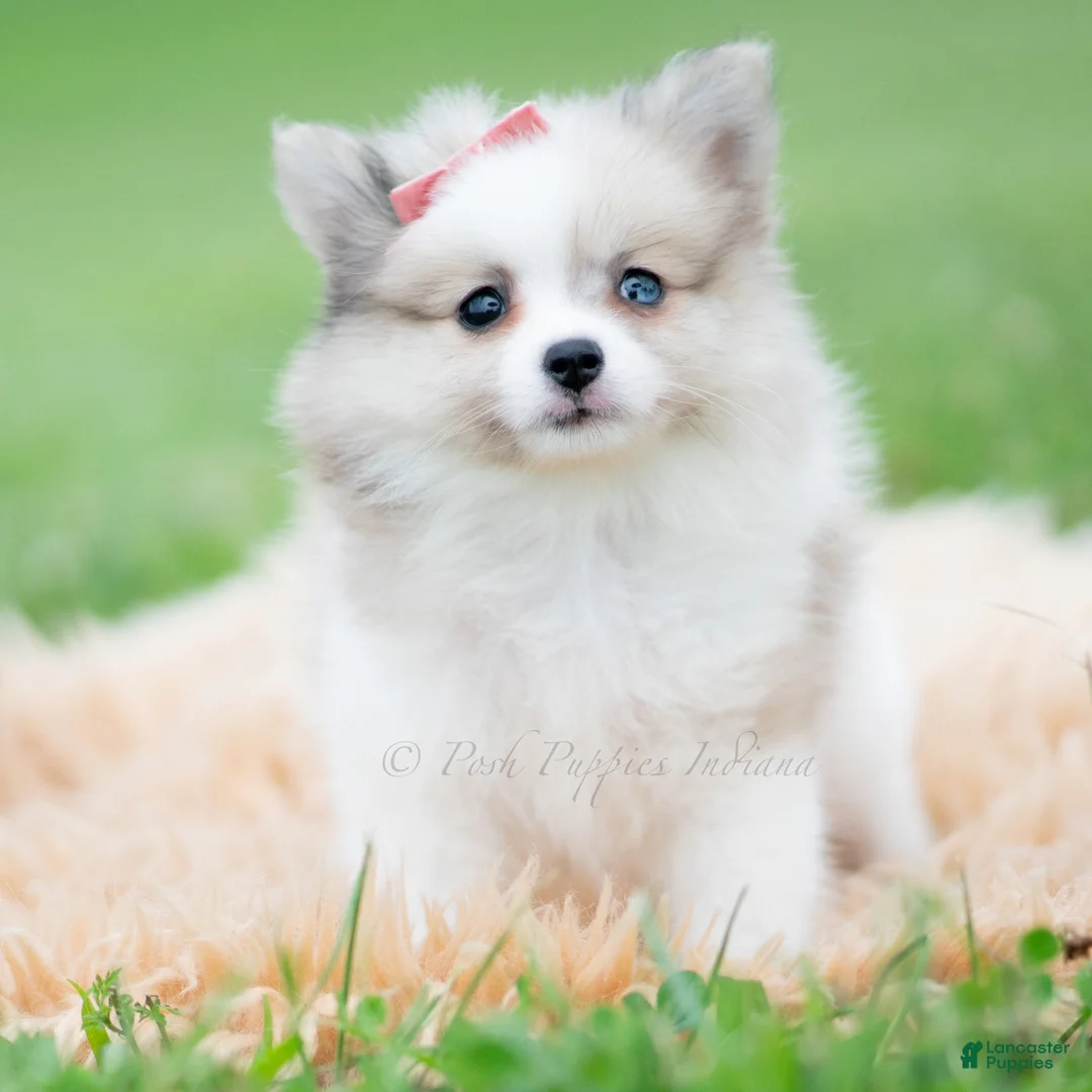 Pomeranian dogs for sale: Rosie - Ad 2