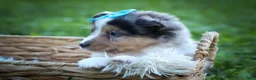 Mixed Breed dogs for sale: Graham🐶 - Ad 17