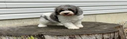 Miniature Poodle dogs for sale: Denzel Miniature Poodle  - Ad 8