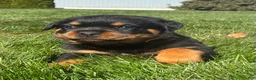 Rottweiler dogs for sale: River - Ad 3