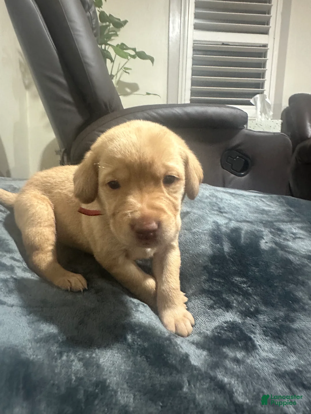 Labrador Retriever dogs for sale: Winchester - Ad 1
