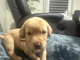 Labrador Retriever dogs for sale: Winchester - Ad 4